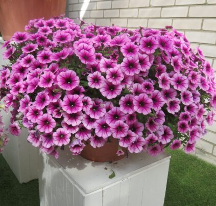 Petūnija 'Raspberry Vein' (pieejams no jūnija)